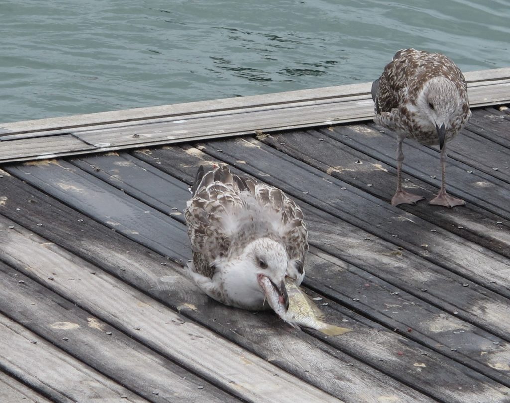 Har du kanskje tatt munnen litt for full din slukhals?