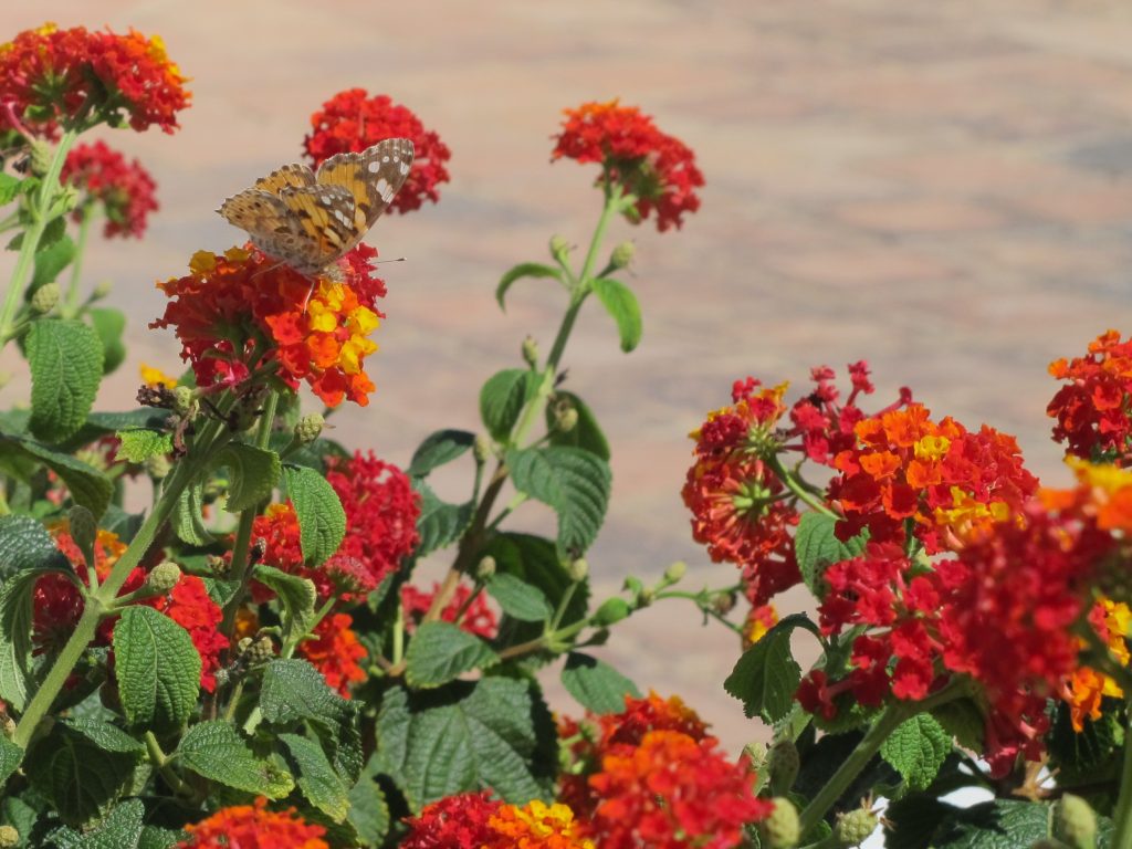 Det er ikke så mye blomster her, men noen er det jo.