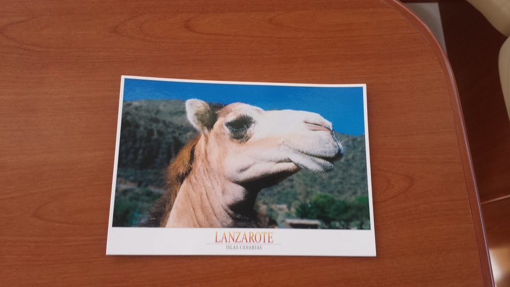 En vakker kamel fra Lanzarote skulle over dammen før oss. Får vi det til tro?