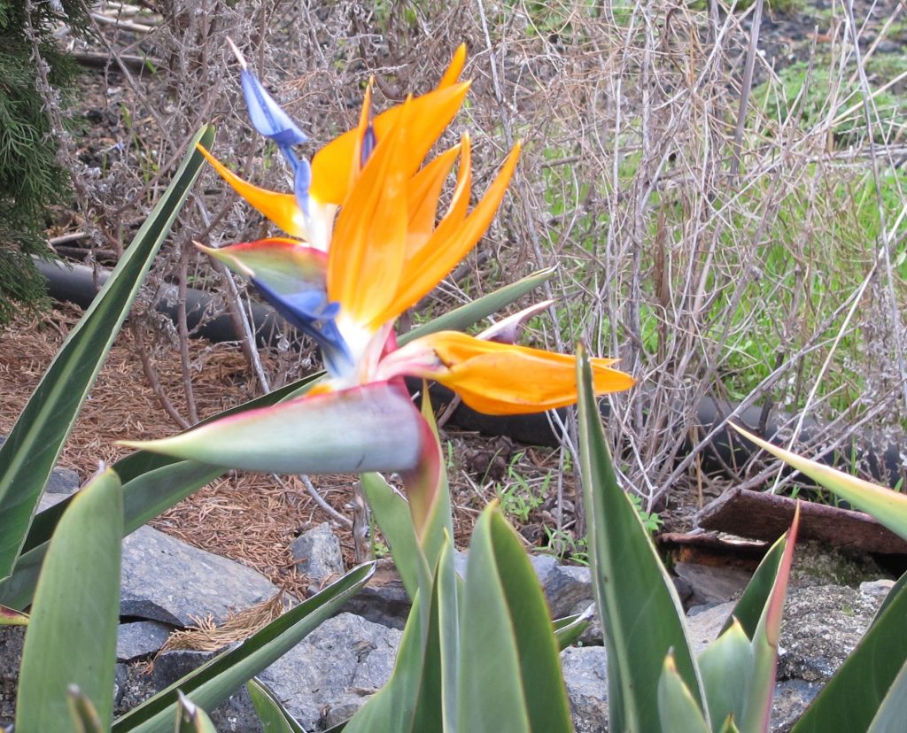 Omkranset av vakre blomster.