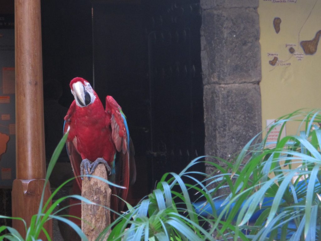 Denne papegøyen og kameraten dens ønsket oss velkommen til huset. Men øredøvende skrik.