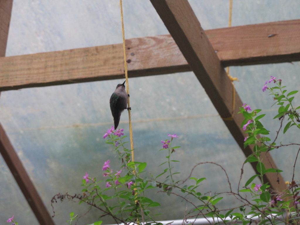 En kolibri i veksthuset. Denne var ganske stor, men det var andre som var pyttesmå. Nesten som humler.