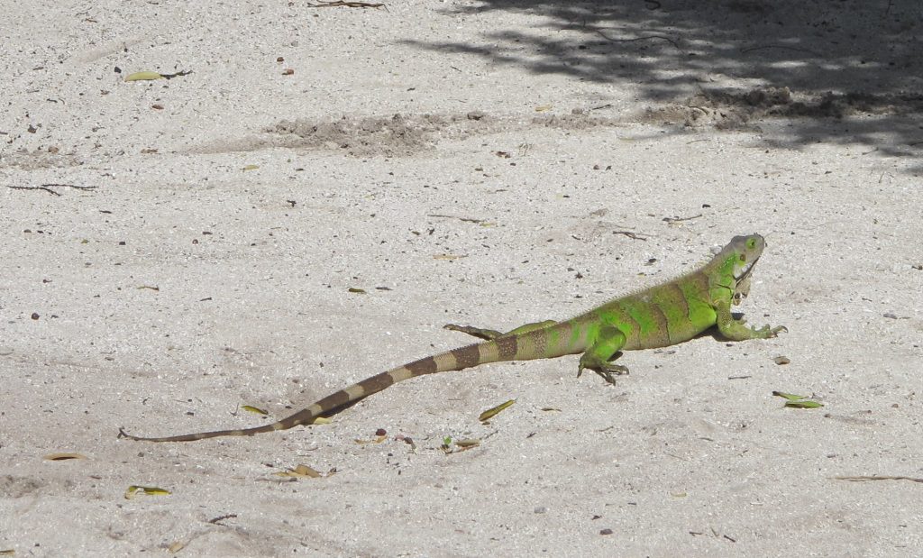 På veien møtte vi denne iguanen, og den lot seg villig fotografere.