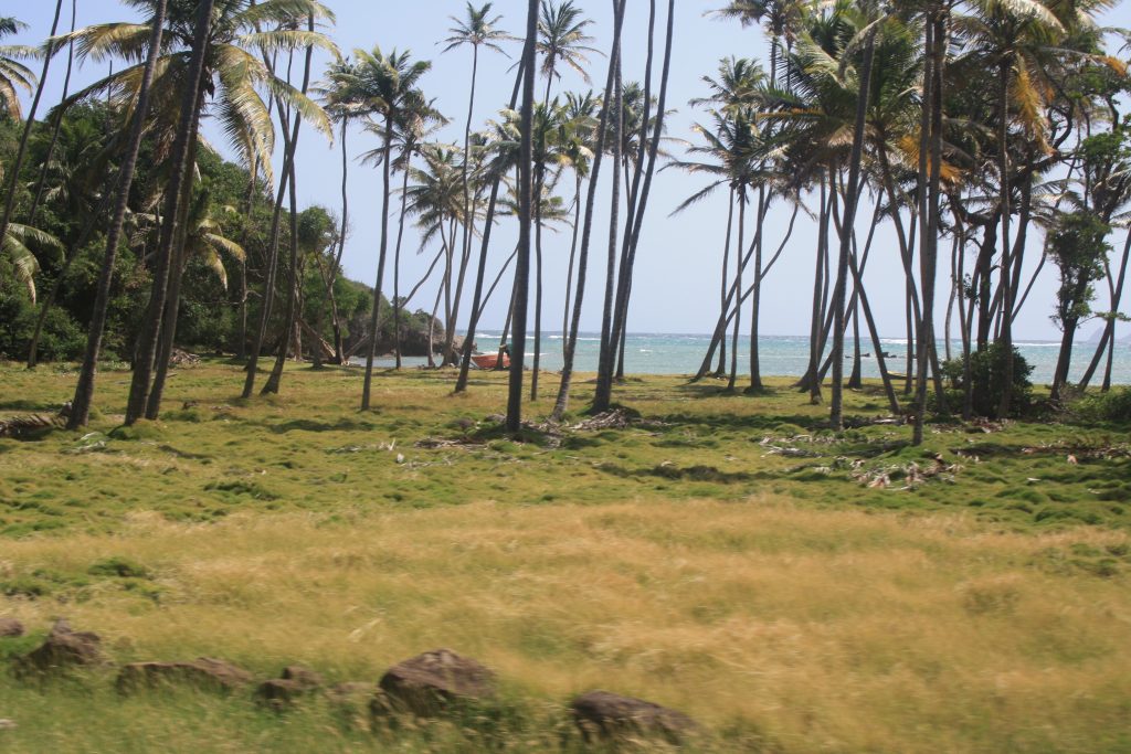 Palmeskog ved stranden.